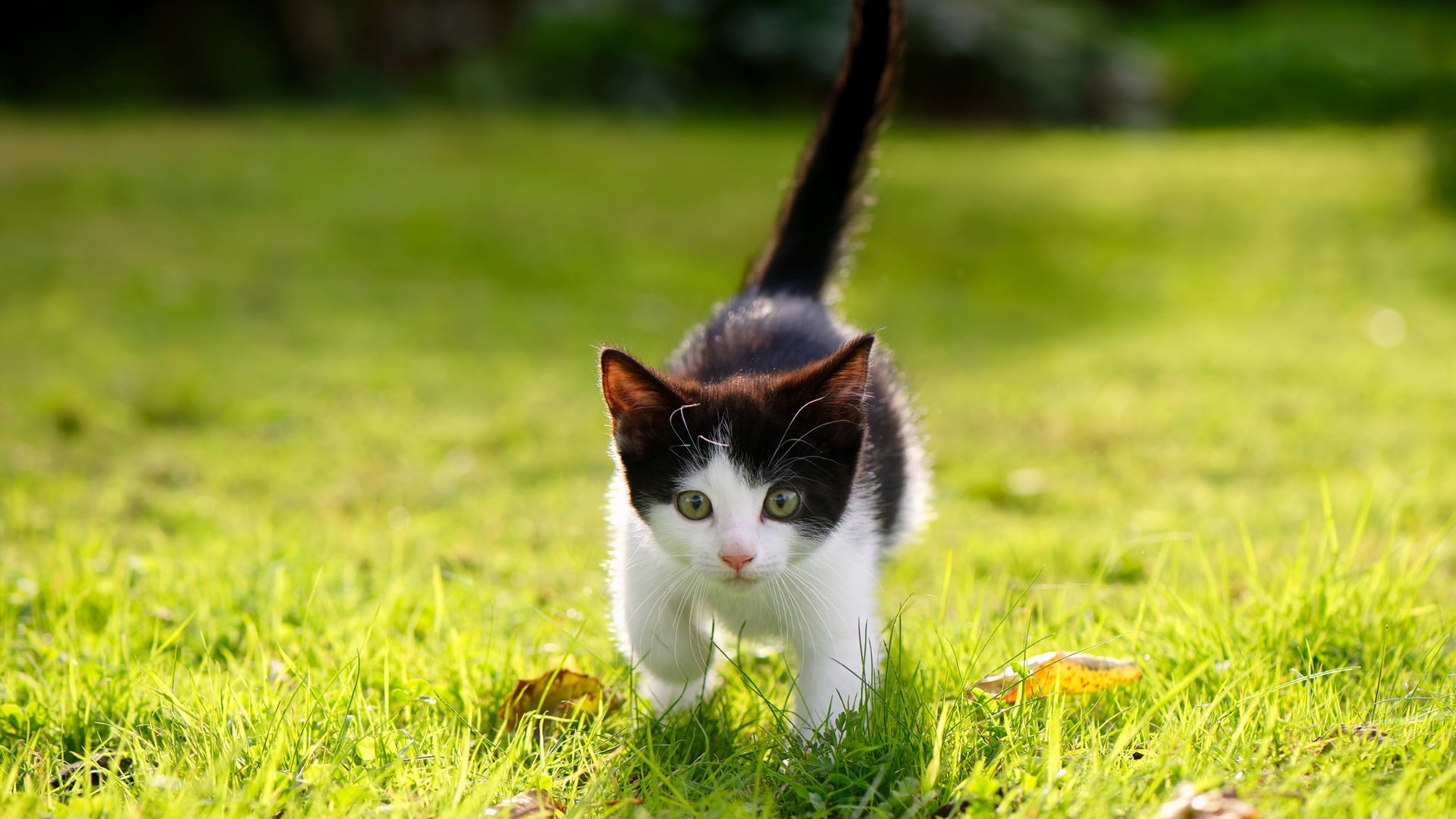 14位世界冠军棋聚宝安！2024第四届“湾区杯”中国围棋大棋士赛预选赛正式开赛