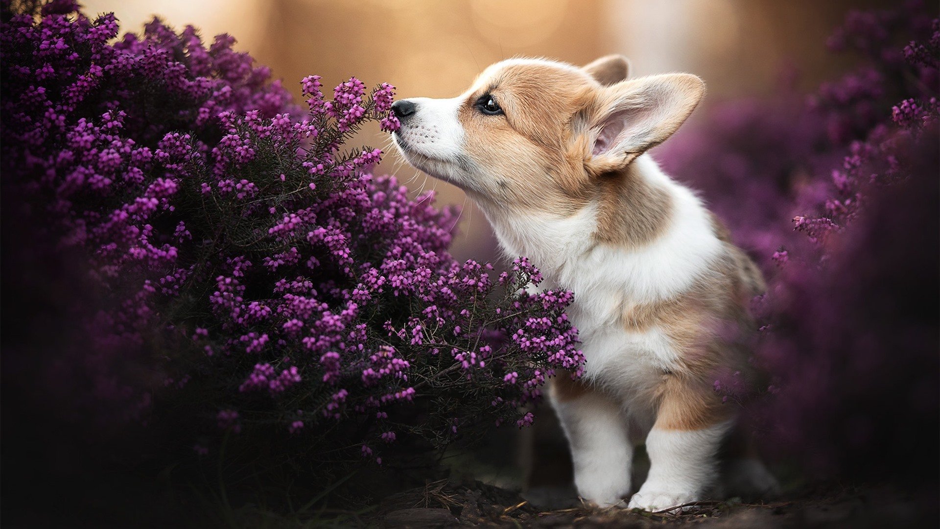 _风力发电动力穿梭:探索可再生能源运动_,风力发电可行性