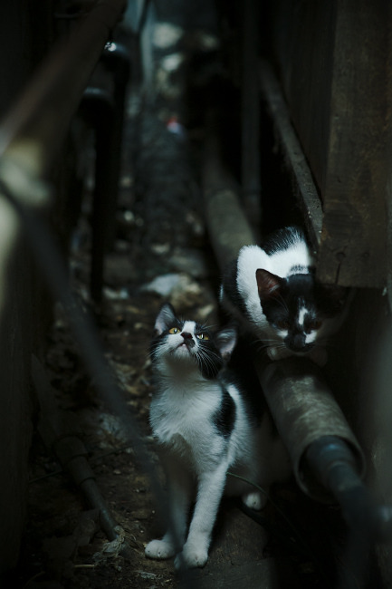 九游娱乐(jiuyou)官方网站-【体育精神】赛场上的公平与竞争，体现比赛的公平性