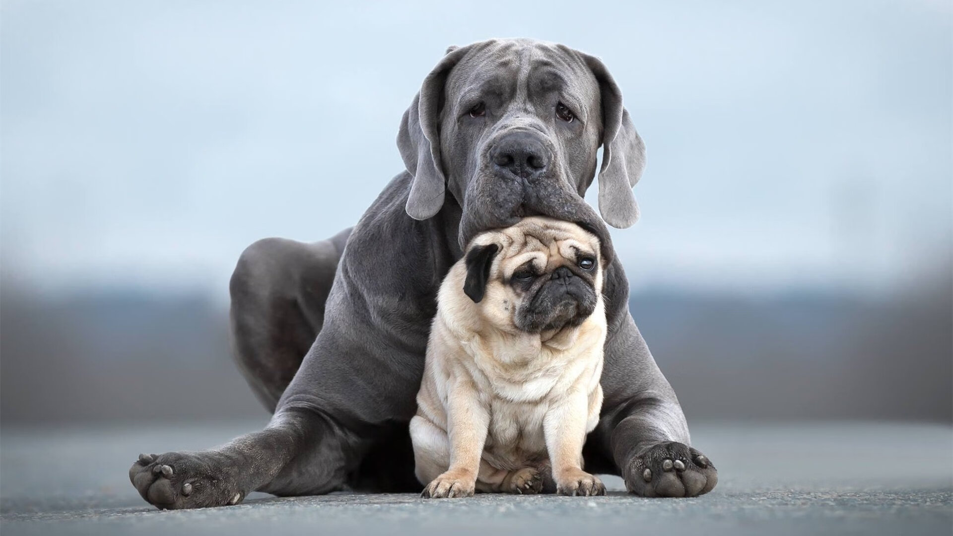 德国女子78公斤级柔道选手在比赛中获得第十一名,德国柔道选手硬核热身