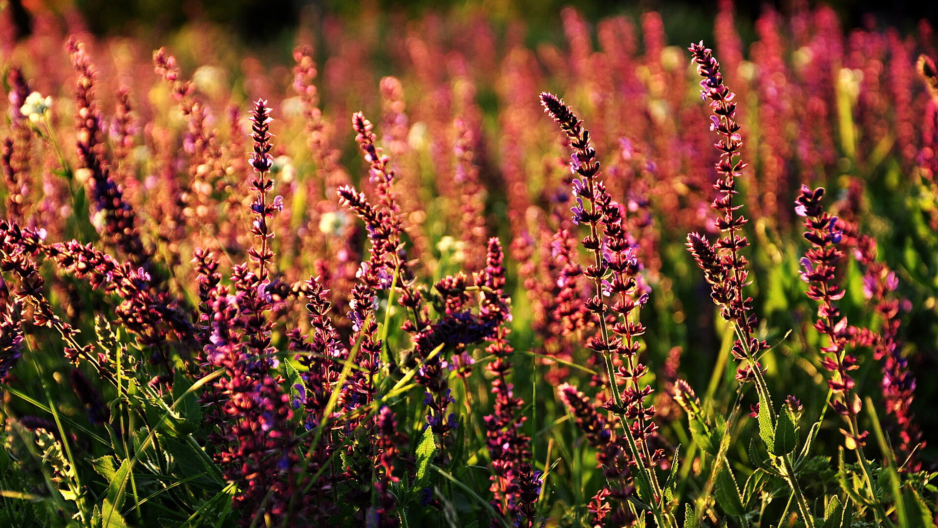 九游网游官网-库里连续史诗级“火球”投篮，打破三分纪录，领跑联盟！，库里投球的视频