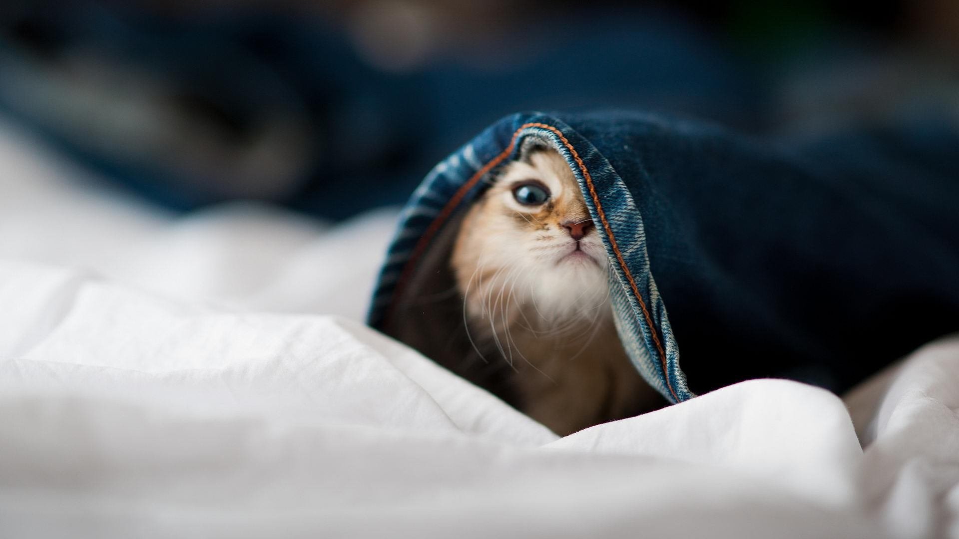 九游登录入口-新晋教练的“秘密武器”：如何打造铁血团队，铁血教练经典台词