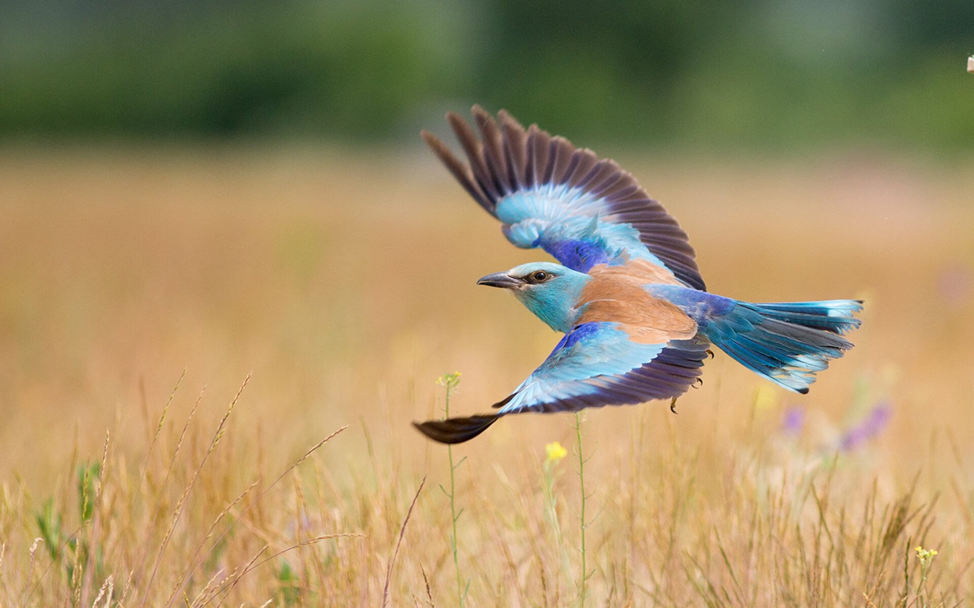 英超悬念继续:曼联主场战平切尔西,榜首悬念再度升温,曼联对战切尔西