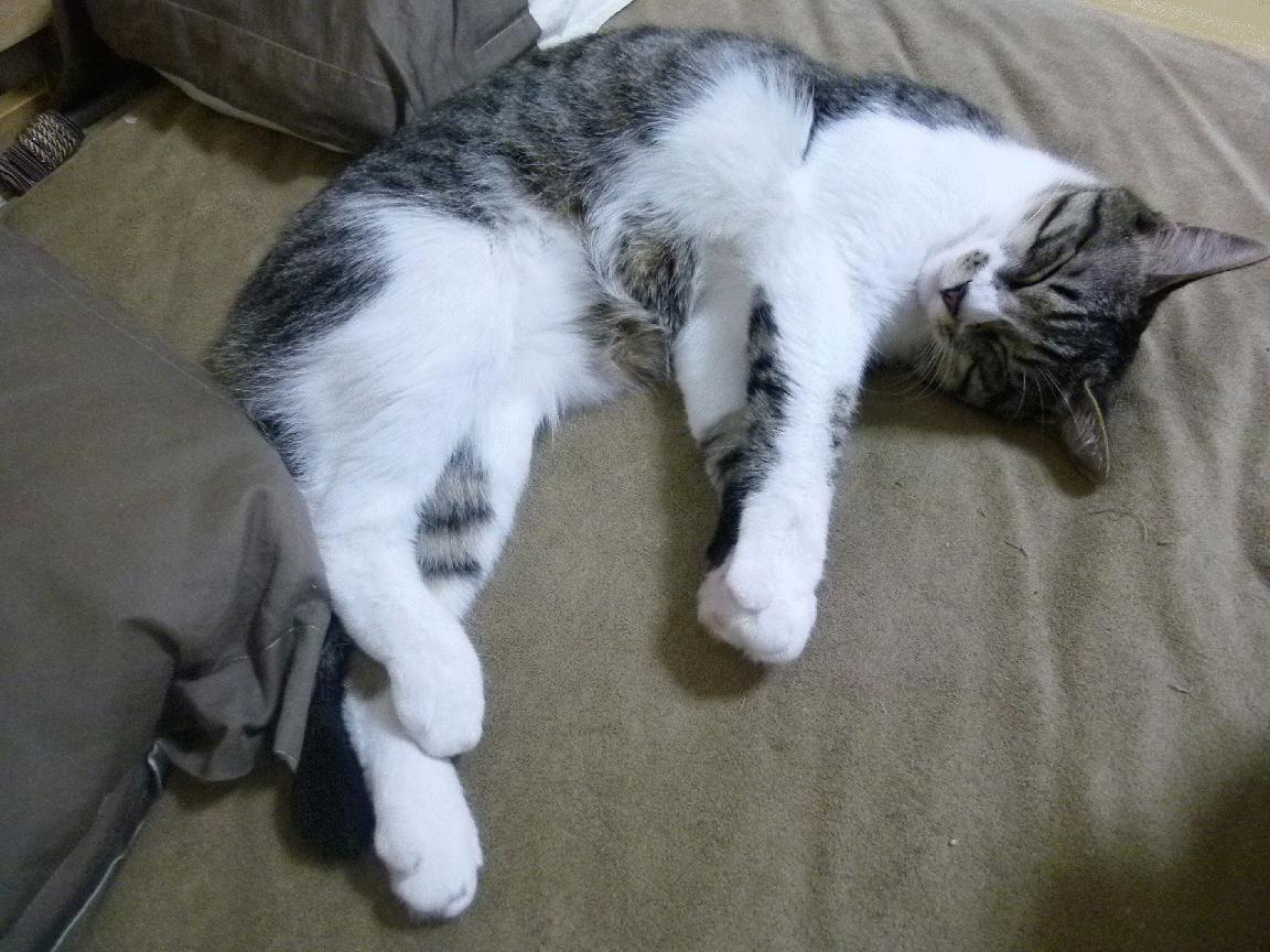 巴朗加国王连胜提升球队士气,巴朗加斯怪兽