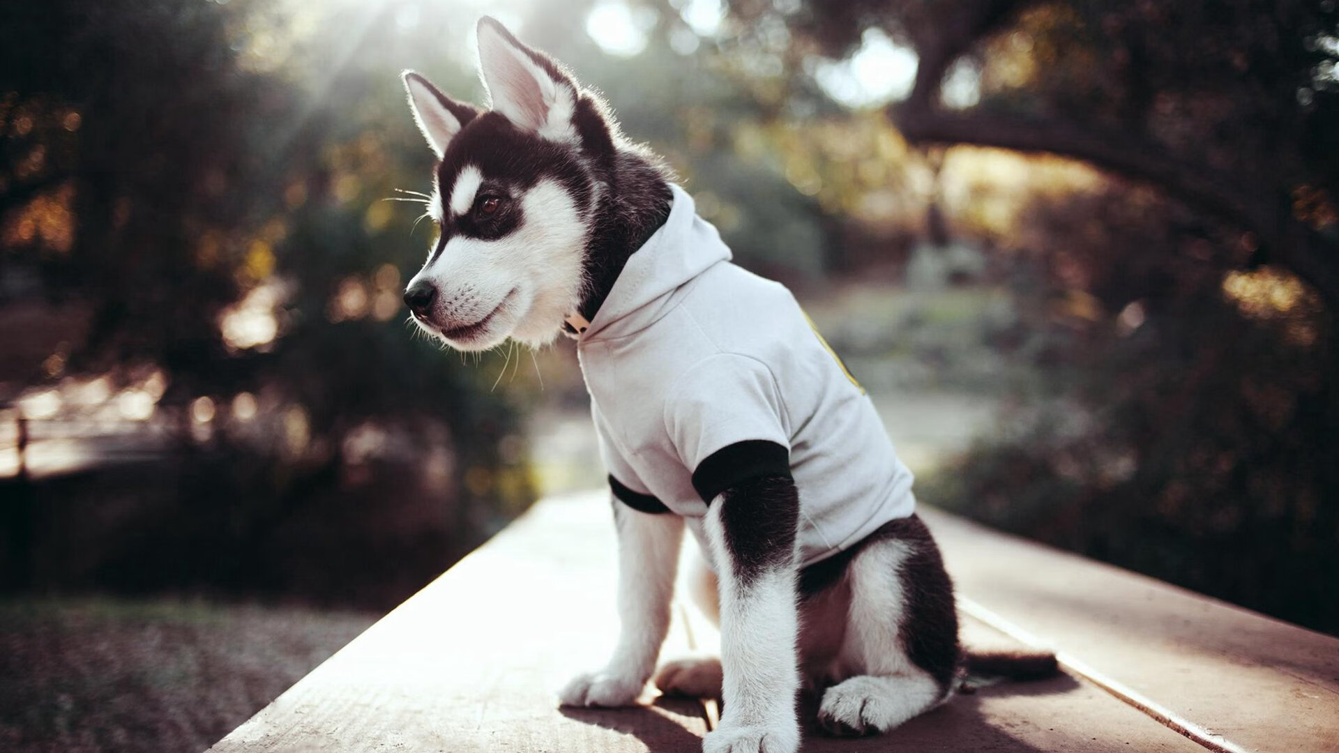 斯洛文尼亚大获胜利,晋级悬念大解,斯洛文尼亚球赛