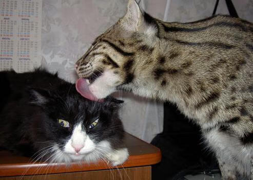 纽卡斯尔联反击锐利,喜鹊军团继续冲击前四,纽卡斯尔联队简介