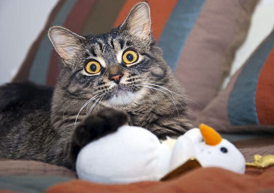 中国篮球运动员职业规划与发展研究,我国篮球职业化的过程