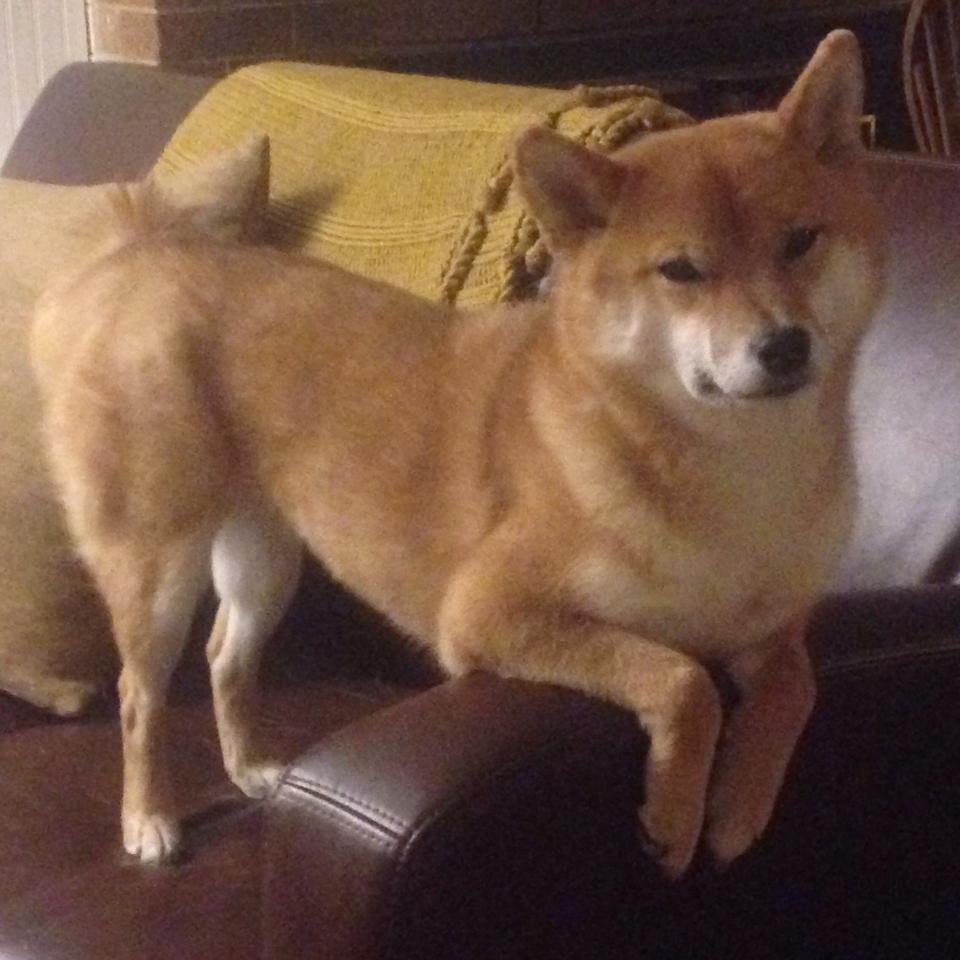 全方位分析：五大联赛中场控制的重要性，五大联赛中场休息多久