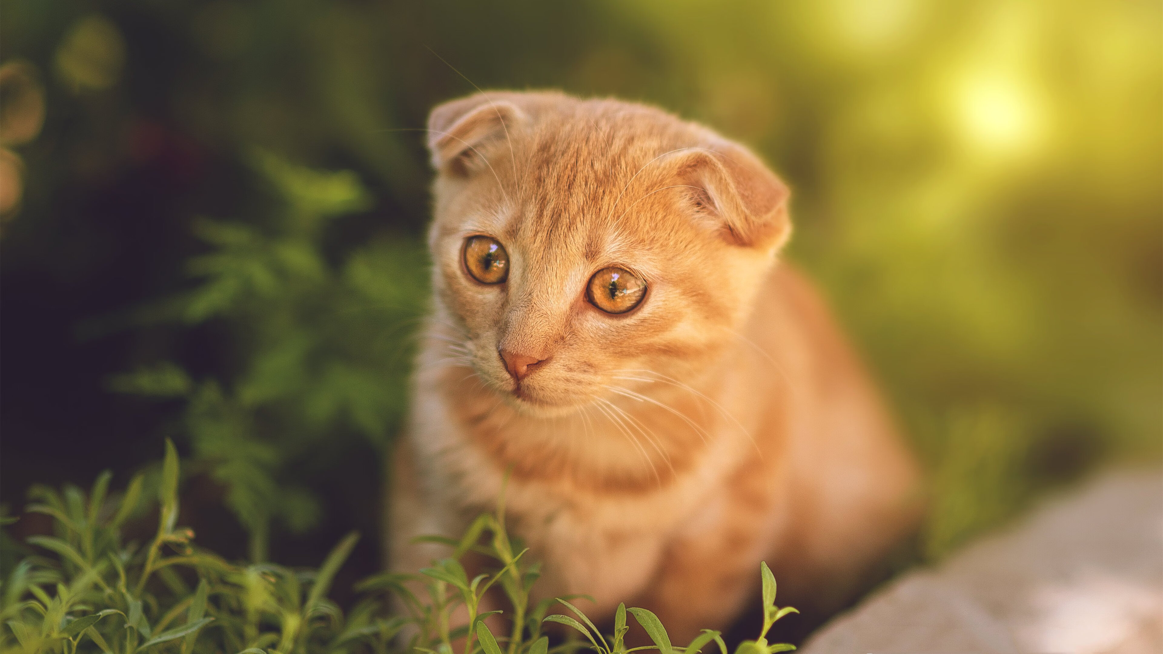 篮球运动员专项体能训练智能监控系统开发,篮球运动监测