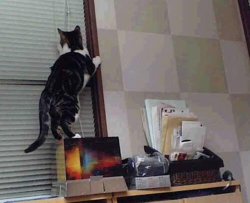 Jiu You-弗拉门戈阵容厚度展现优势，弗拉门戈近期战绩