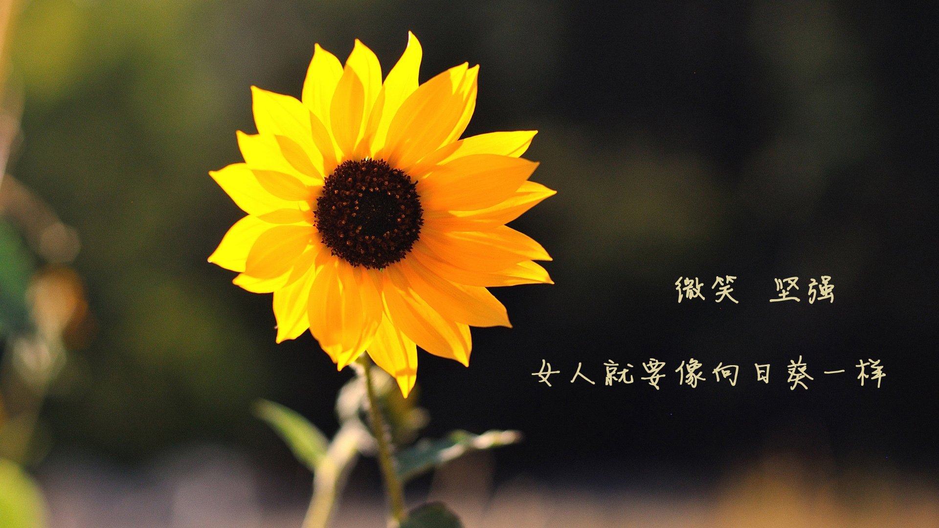 九游（jiuyou.com）游戏-凯蒂·莱德基以绝对优势摘金，凯蒂·莱德茨基