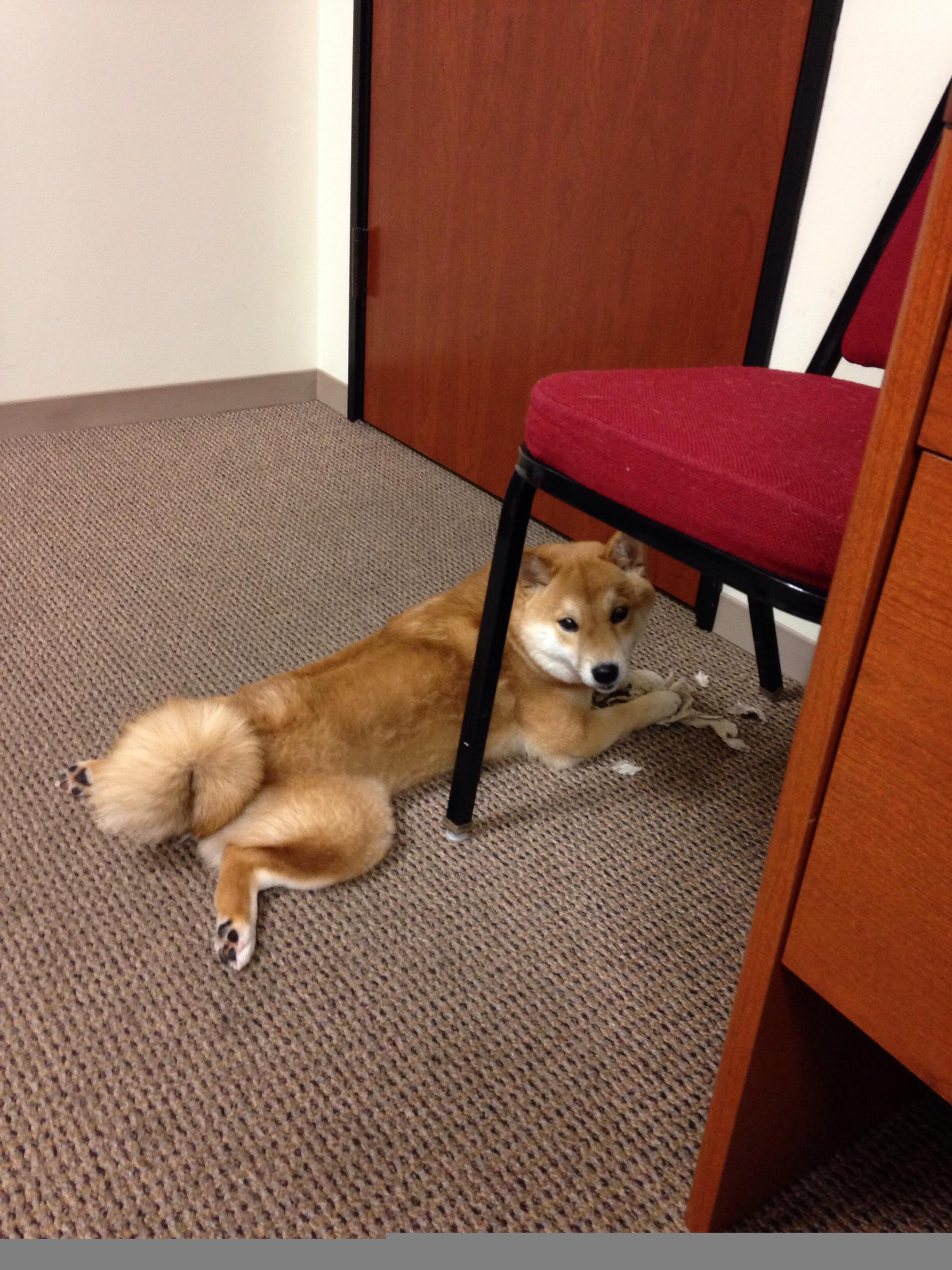 凯蒂·莱德基以绝对优势摘金，凯蒂·莱德茨基