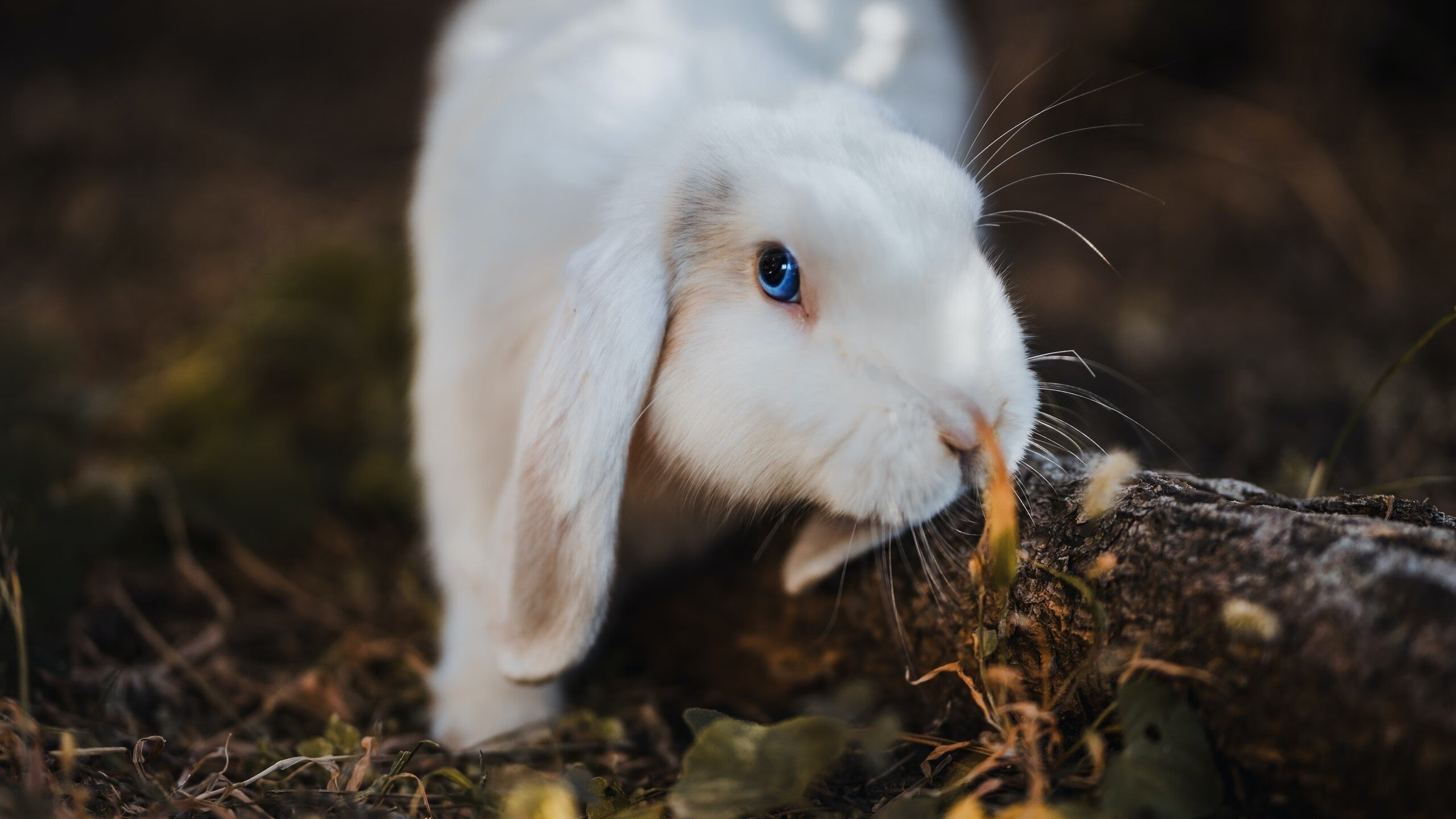 英超冲锋在即:胜负悬念激烈!,英超 fire