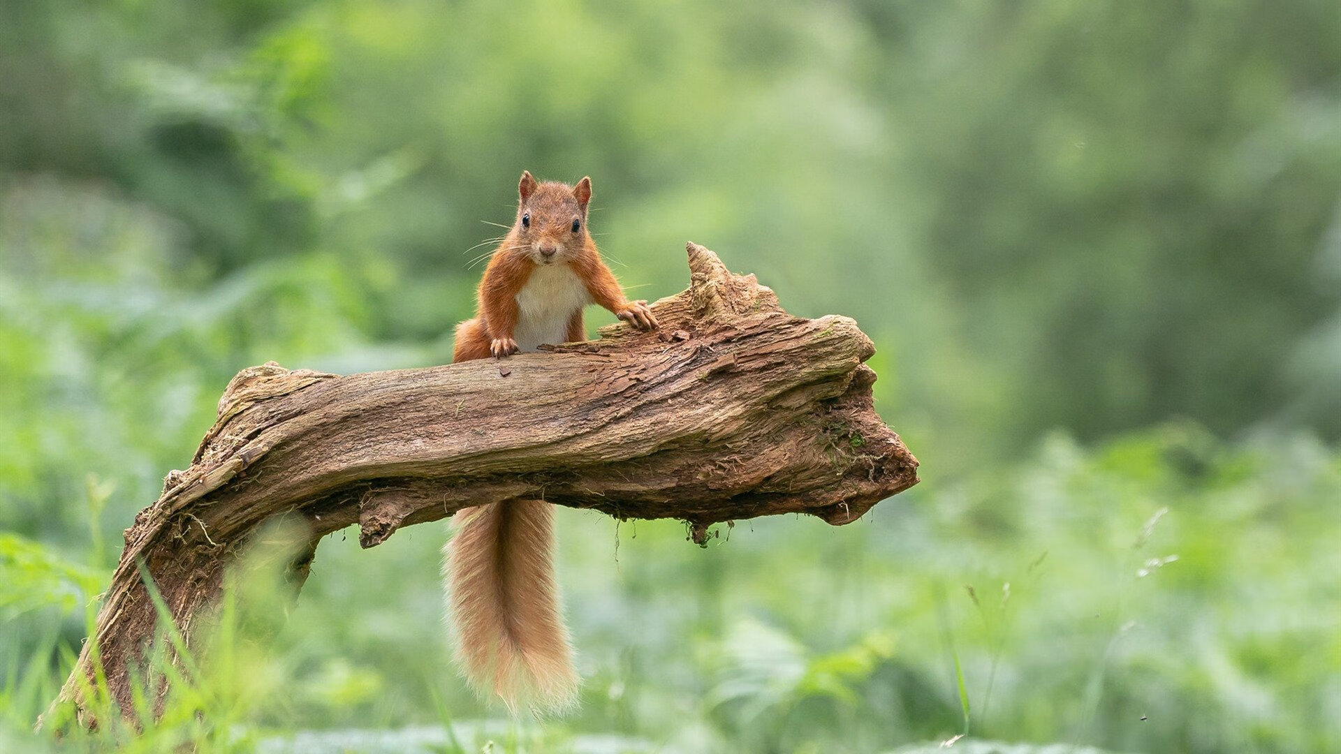 Jiu You-麦克沃伊：坚持就是速度的保障，麦克沃伊女友